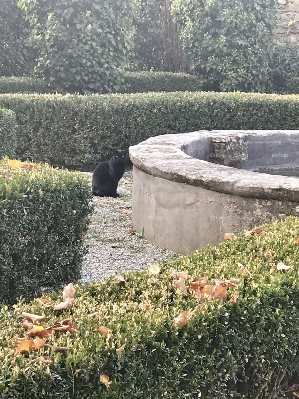 Sleek black garden cat in Arezzo, Italy