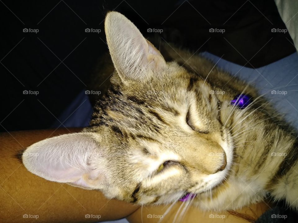 Loving sleeping kitten