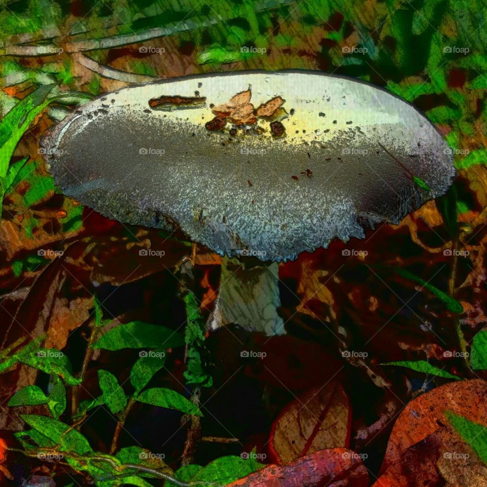 Fungus, Mushroom, Fall, No Person, Toadstool