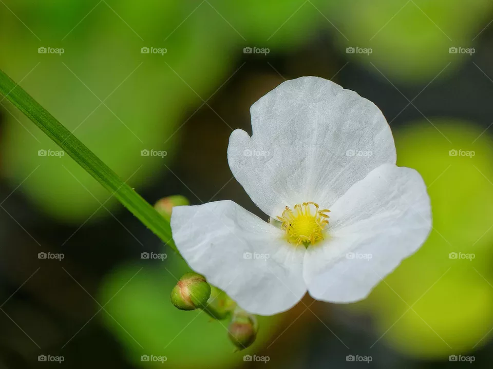white flowers
