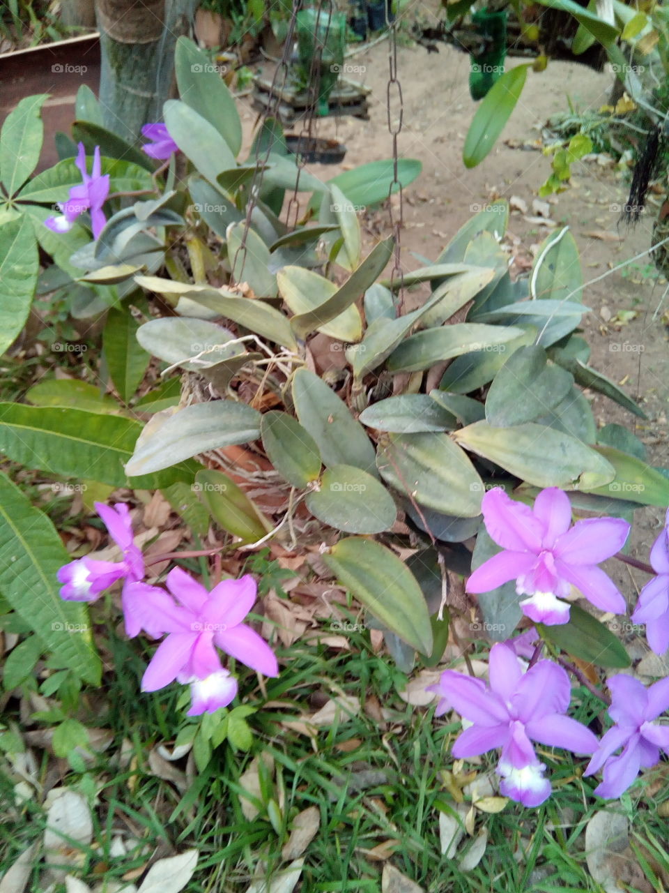 Cattleya dolosa