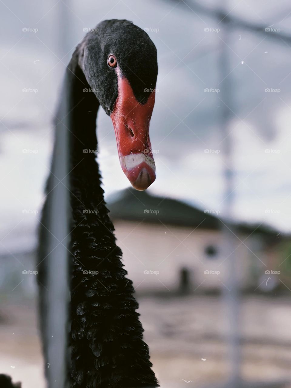 Close-up of a black swan with a striking red beak and intense eyes. The blurred background adds focus to the bird's elegant features, capturing its majestic and serene presence in nature.