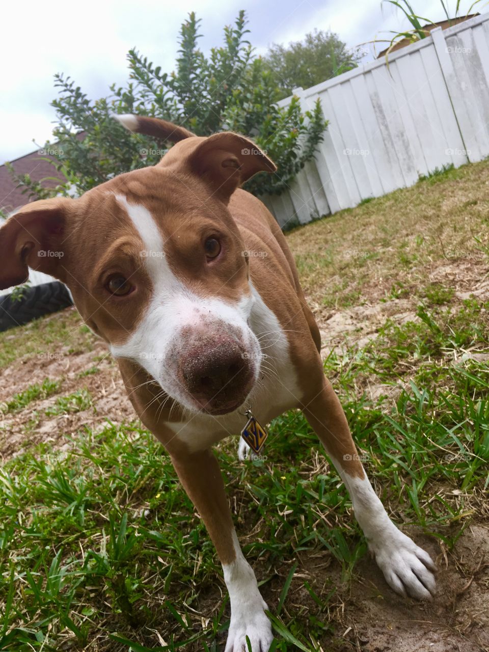 Rescue pitbull all dirty from playing ball