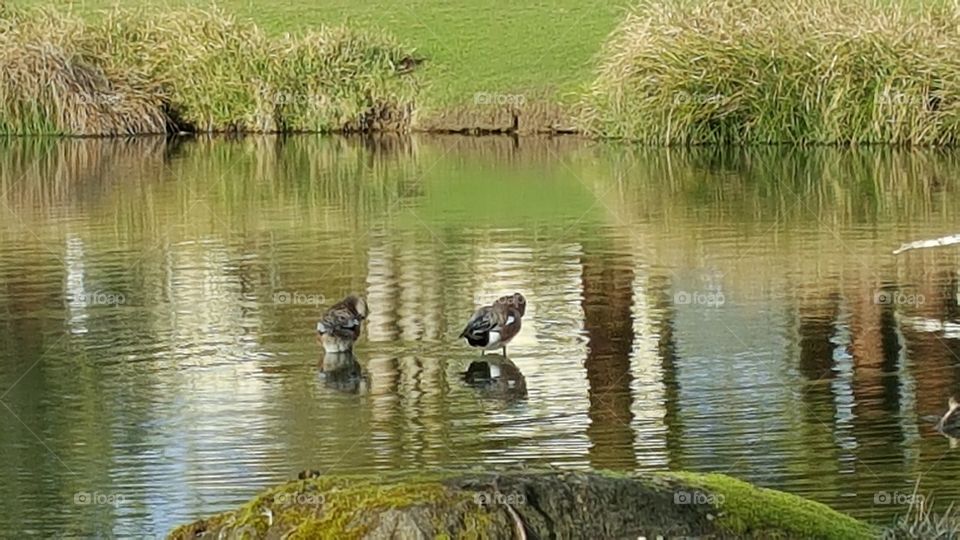 ducks cleaning feathers