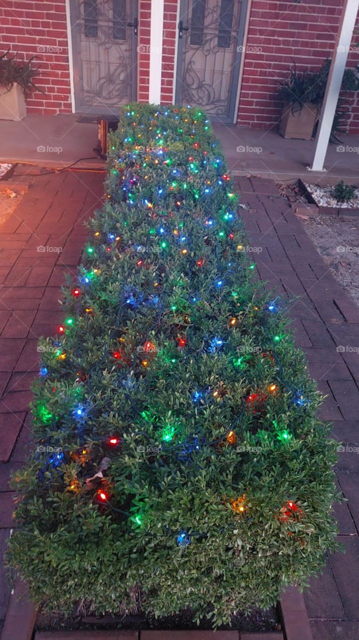 wagga wagga cute Christmas tree