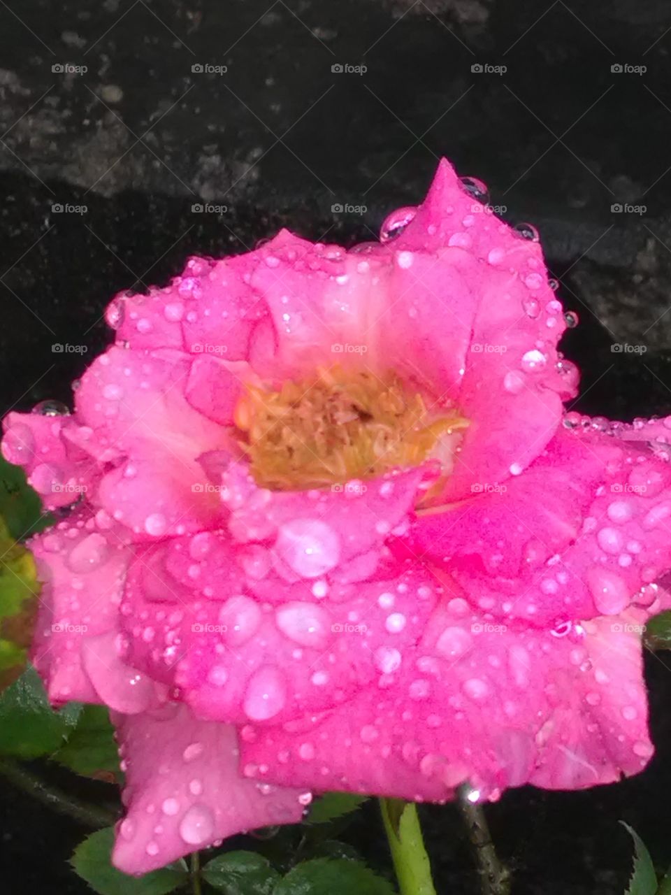 This is a very beautiful flower pink rose on the drops of watet.