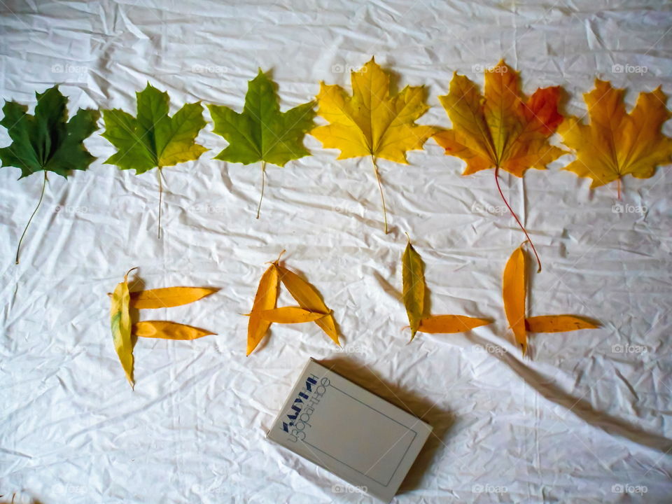 colorful autumn leaves and a book on a white background