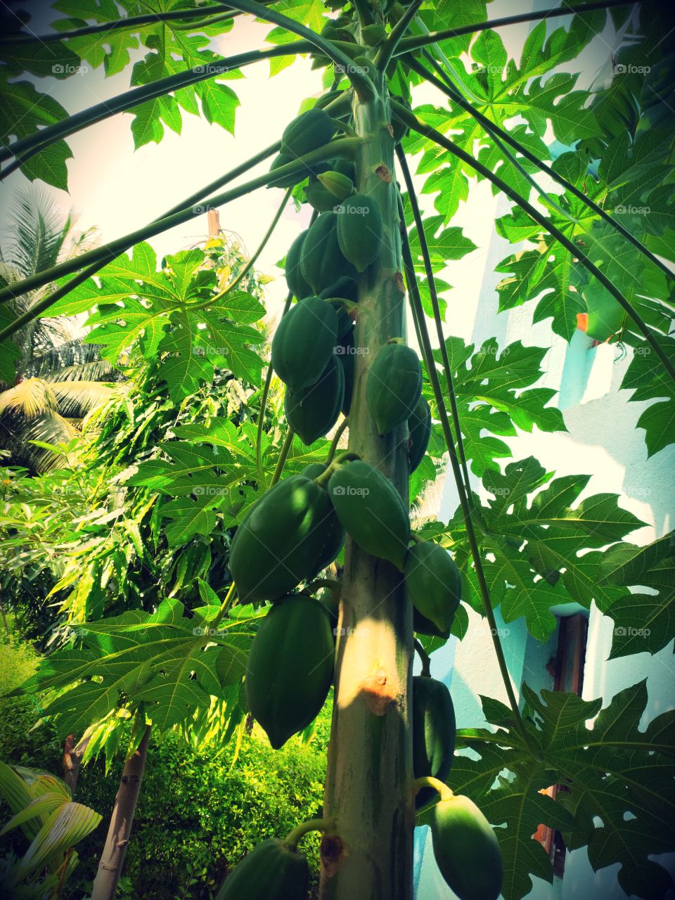 Papaya Tree🍀🍀
Green fruit
Eat right
Natural Beauty