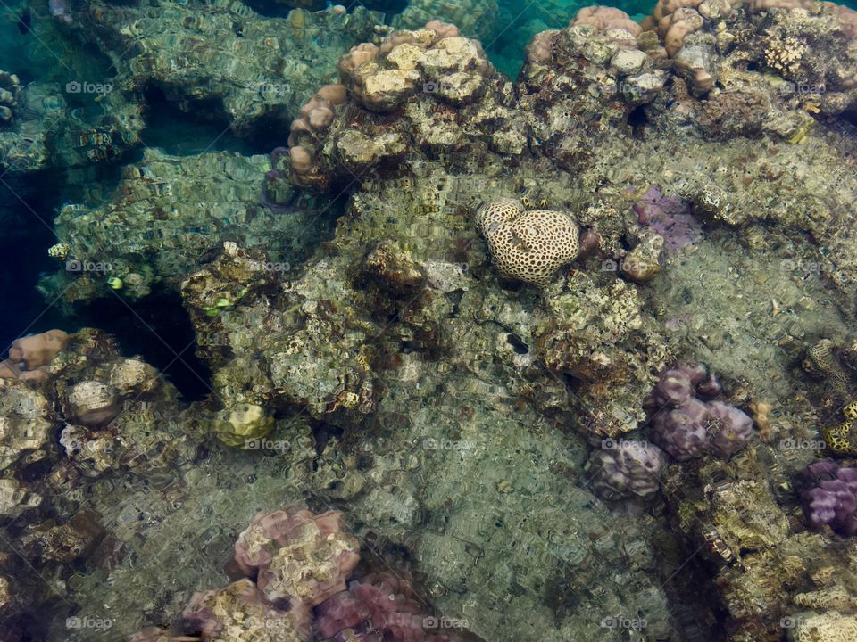 Looking down on a coral reef in the ocean from a boat 