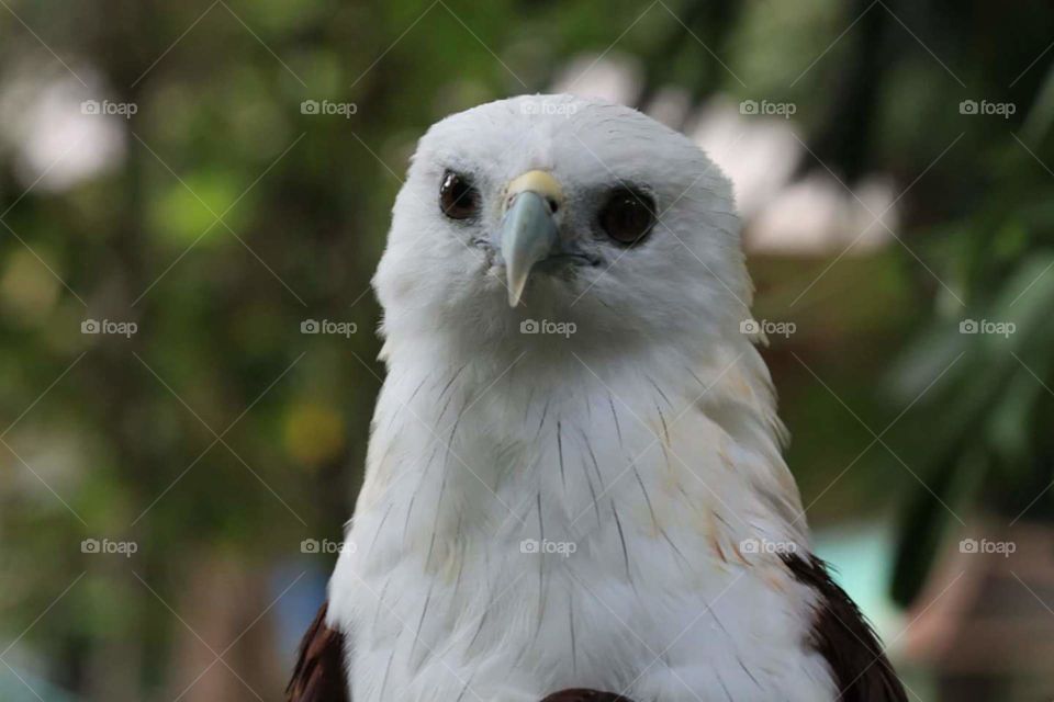The Philippine Eagle Center during the trip I made to Davao City.
