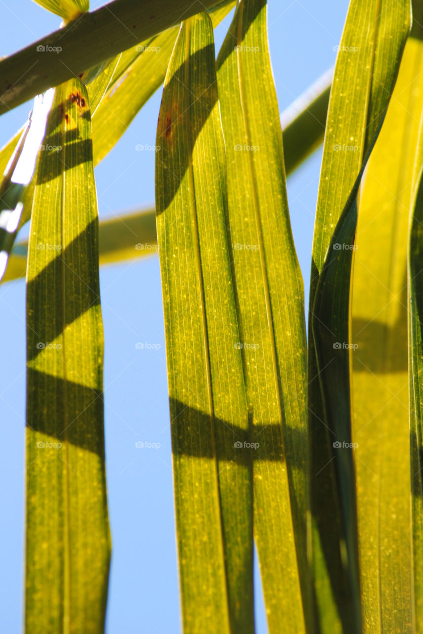 Palm leaves