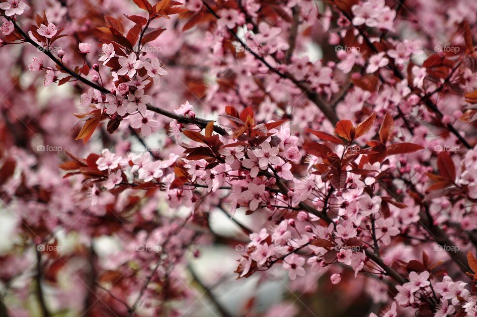 Cherry, Flower, Tree, Branch, Nature