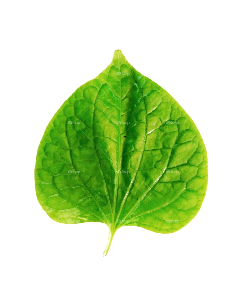 white background,foliage