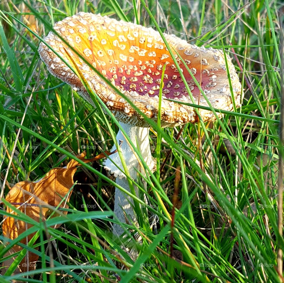 Mushroom between grass