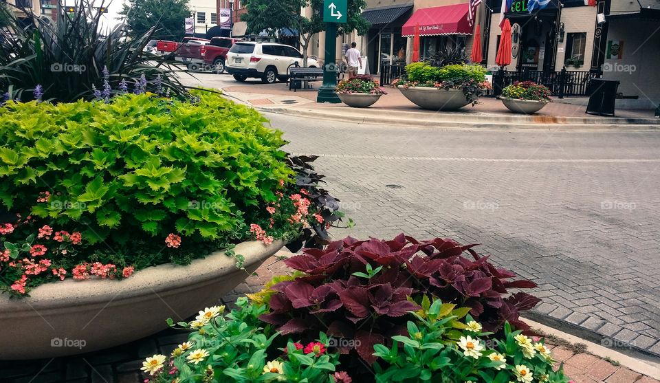 Flower pots near street