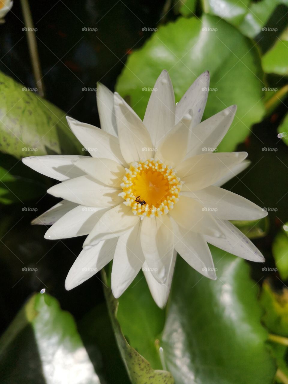 White Lotus and little bee.