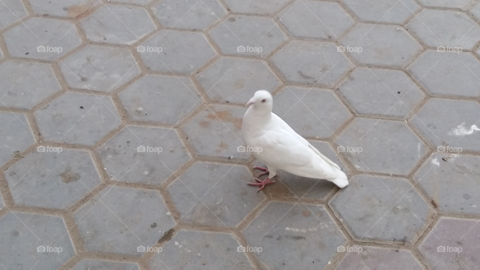 No Person, Bird, Nature, Outdoors, Pigeon