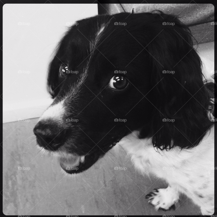 dog eyes black and white spaniel by majorwatsisface