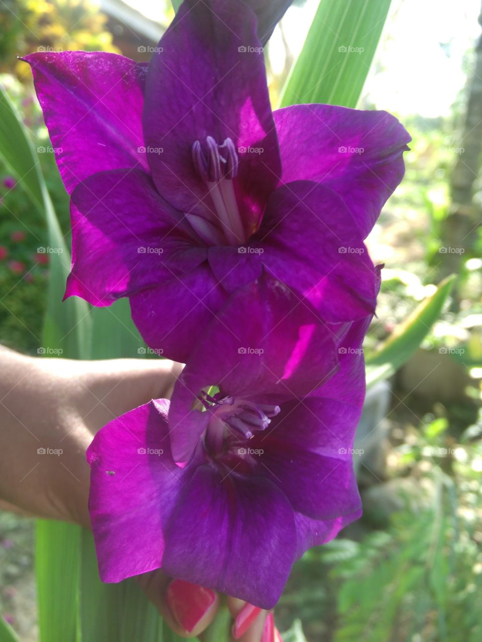 gladiolus flowers
