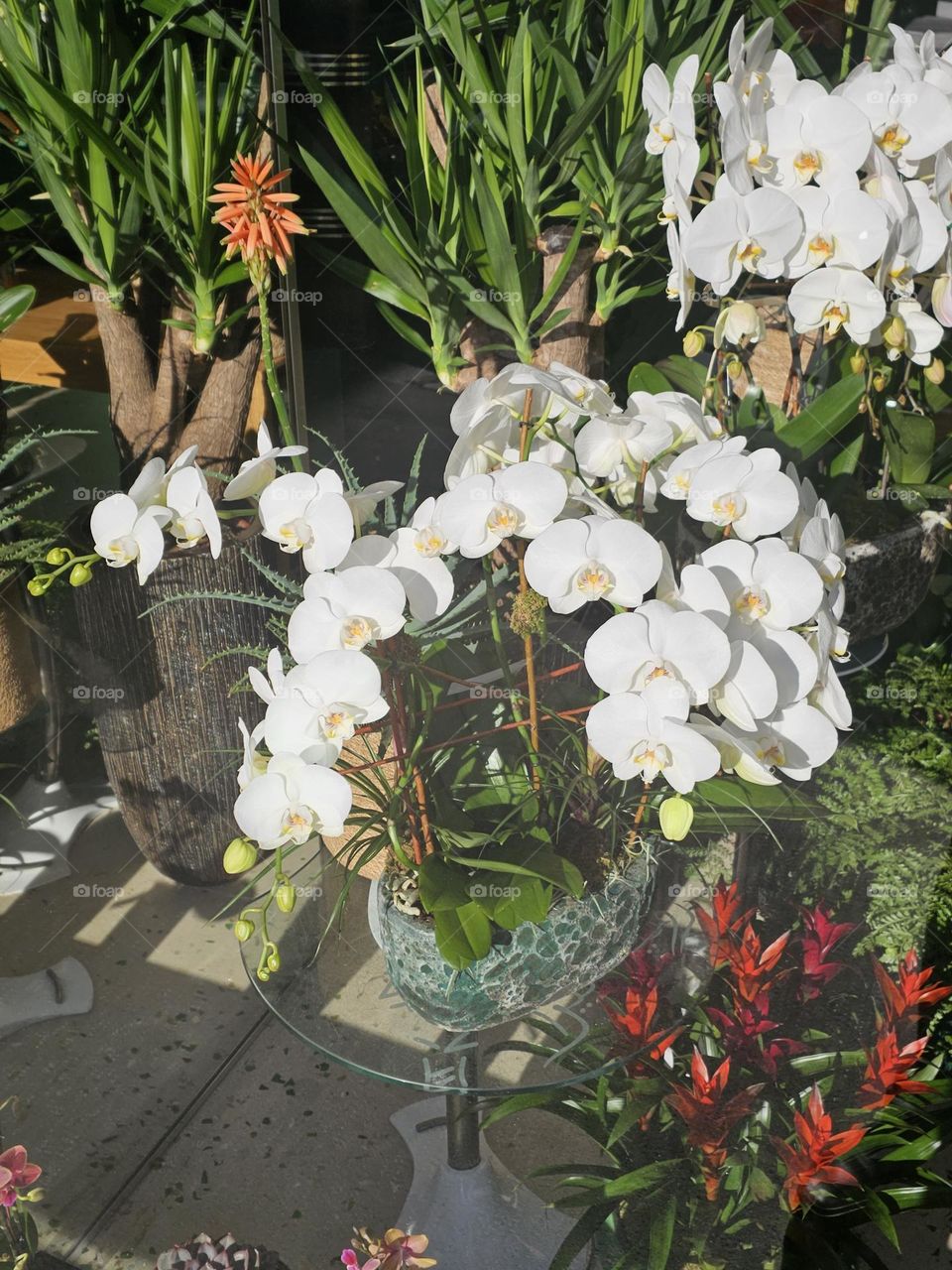 orchidées à Paris