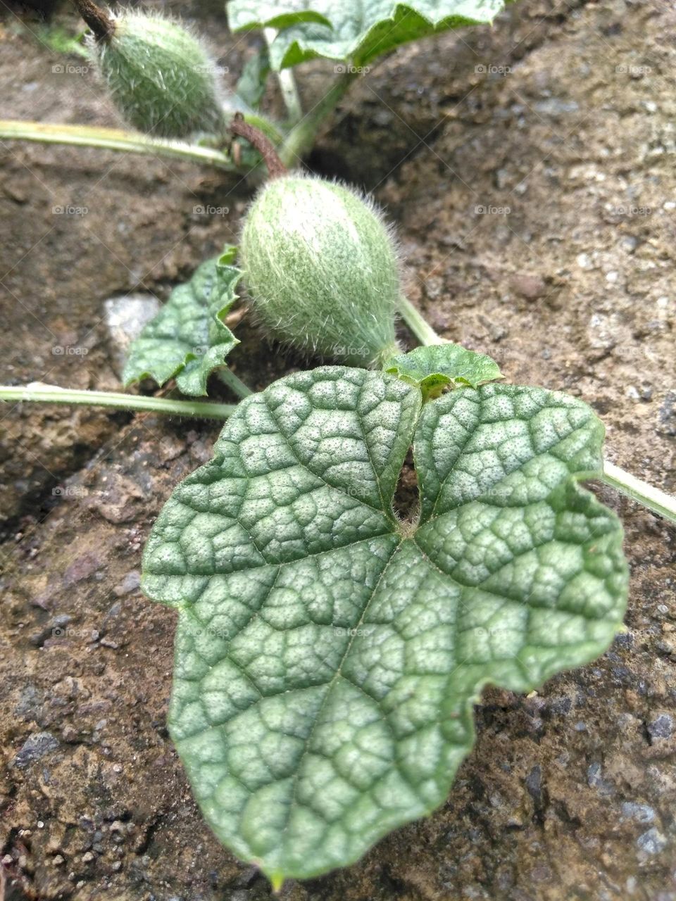 Green fruit on the ground