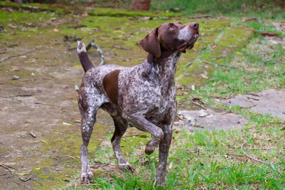German pointer dog hunting