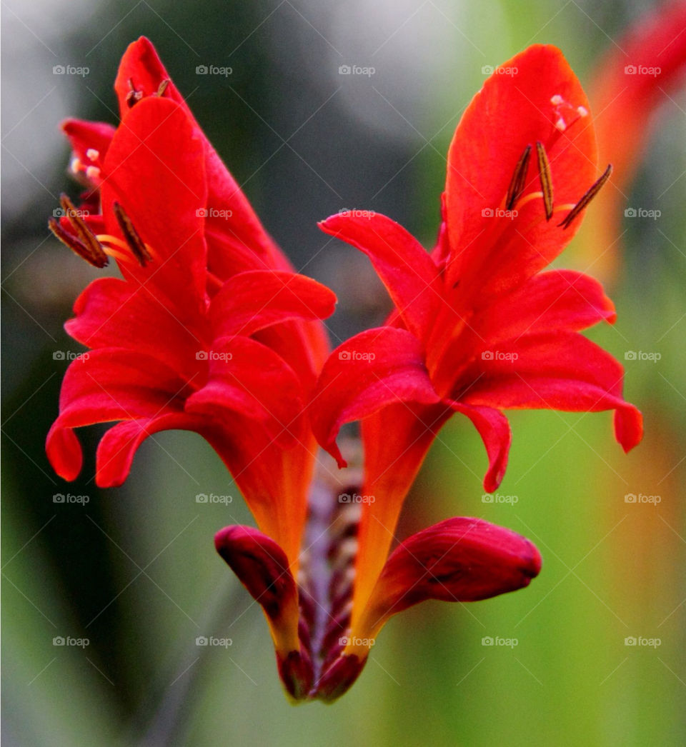 flower macro red bud by Garbonzobean