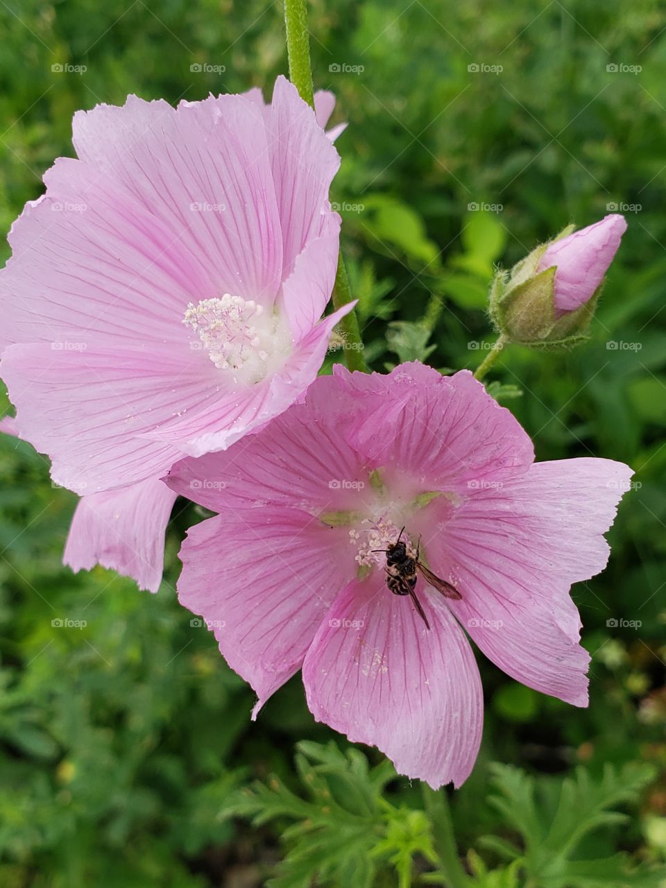 bustling bee on a flower
