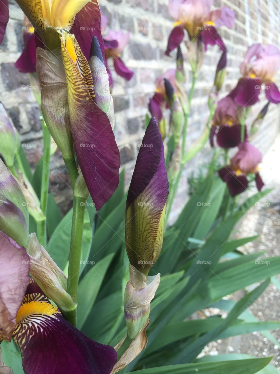 Flower, Nature, No Person, Flora, Leaf