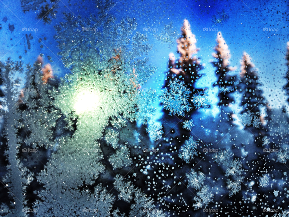 snow winter sweden tree by JonasPhoto