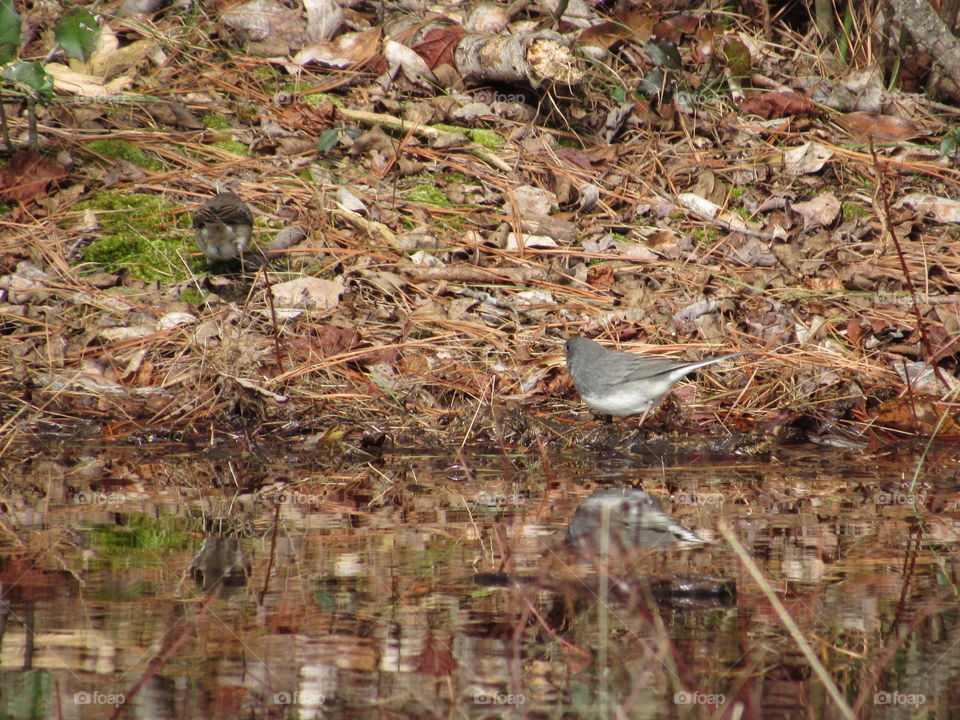 Juncos reflection