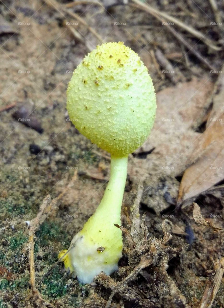 mushroom ll