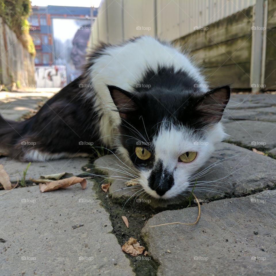 street cat