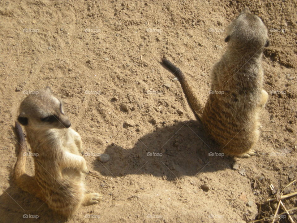 meerkat stand. furry standards 