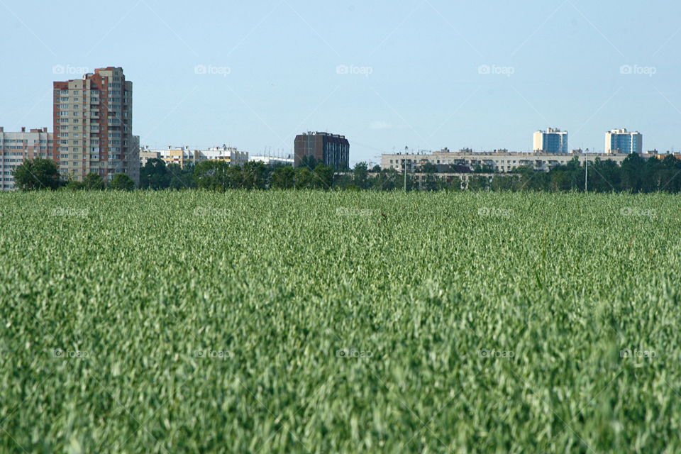 Field and the city 