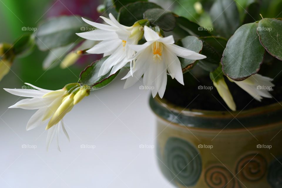 beautiful flowers house plant in the pot