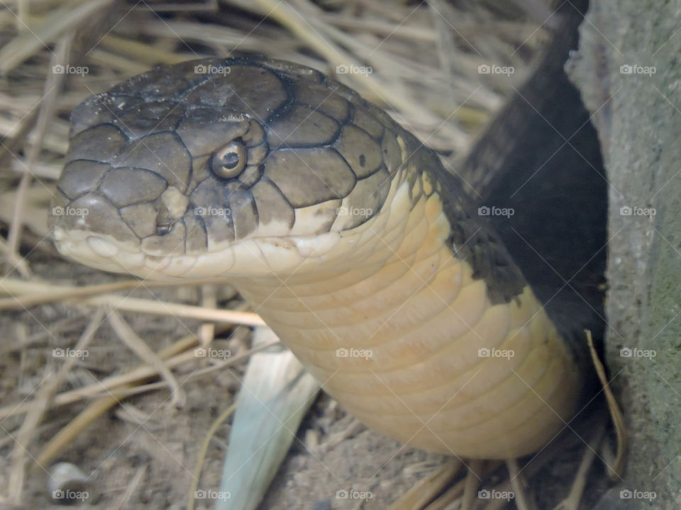 King Cobra