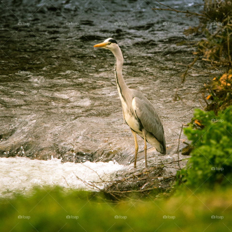 Bird, Wildlife, Heron, No Person, Nature