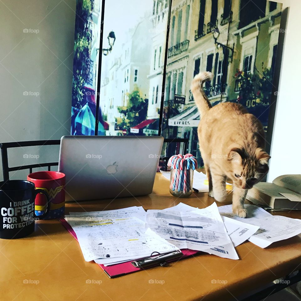 Cat on home office 