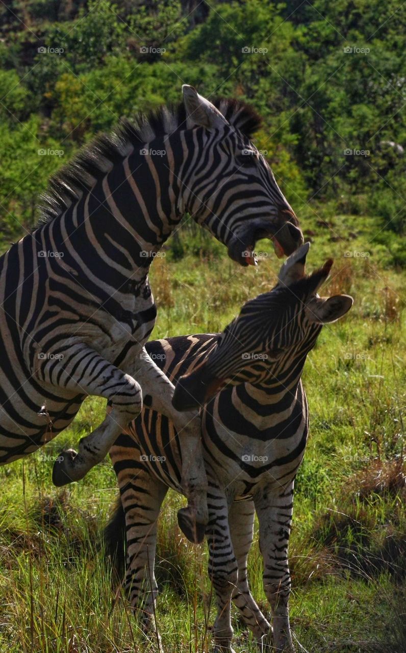 angry zebras biting