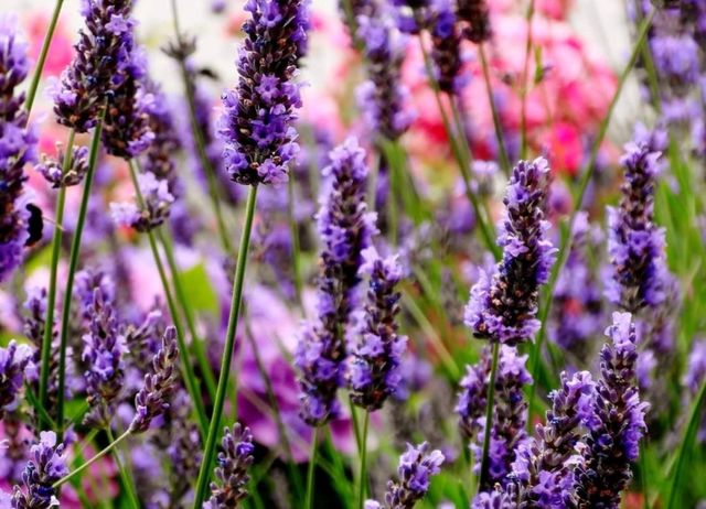 Lavender