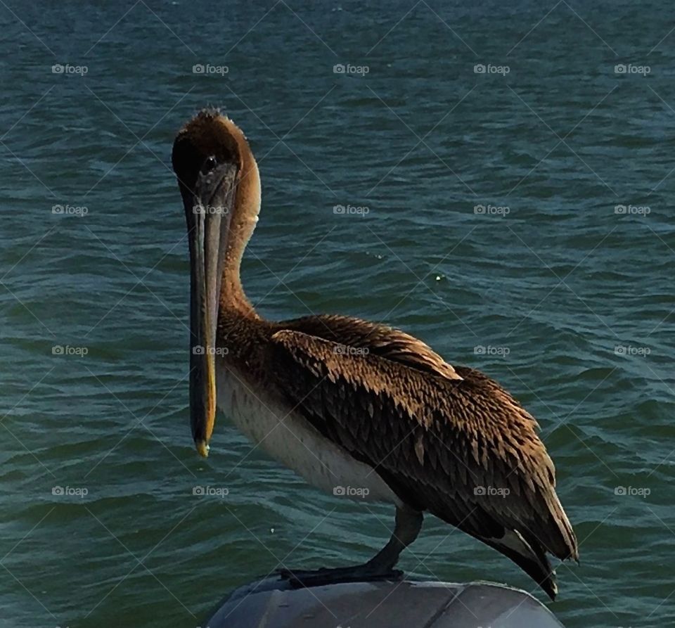 Pelican sitting on a boat motor