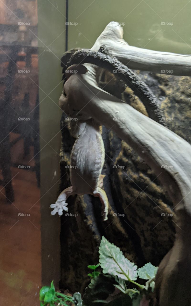 Crested Gecko hanging upsidedown