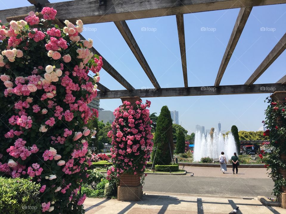 park & roses