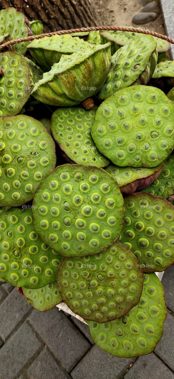 lotus seeds