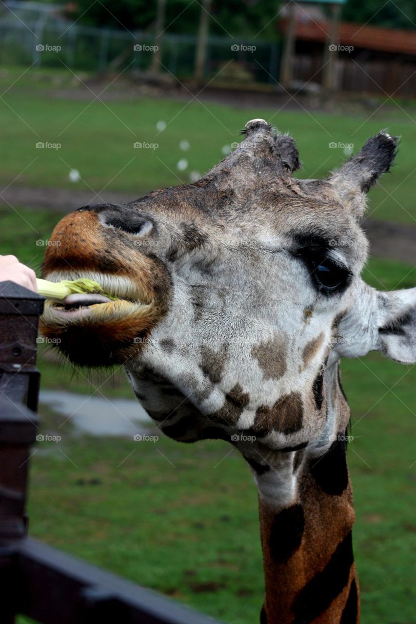 Feeding the giraffe