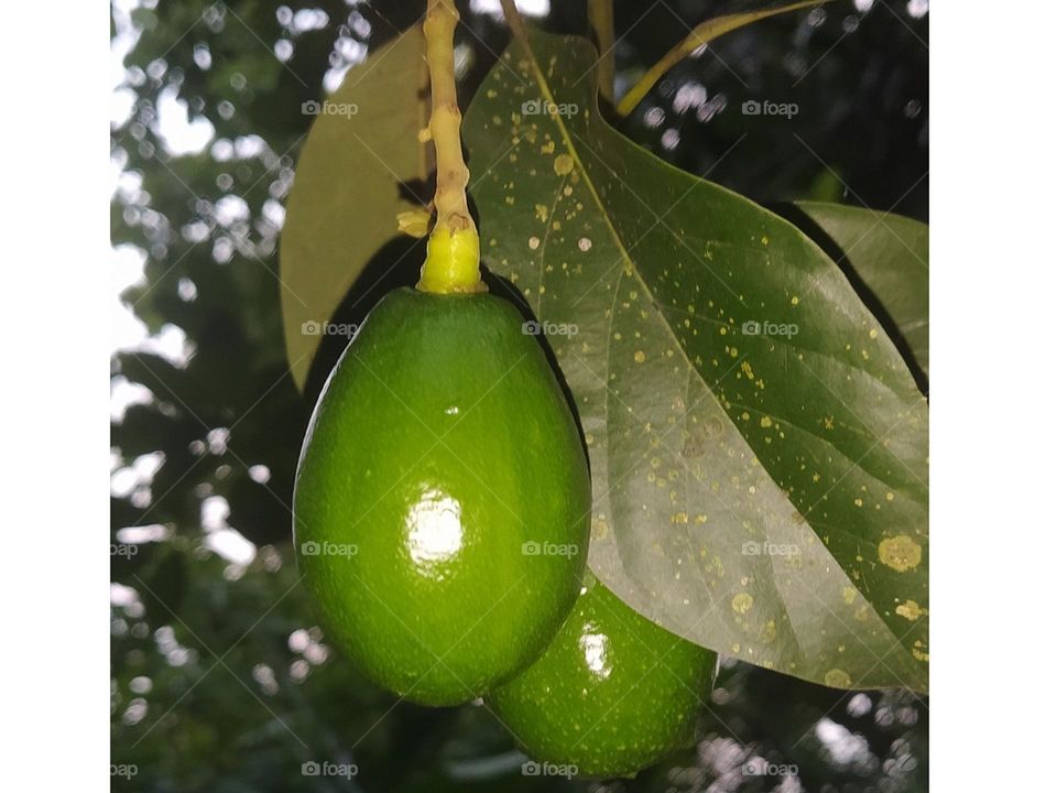 Grade Butter Fruits, Avocado