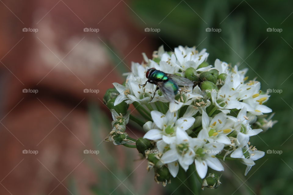 fly on a flower