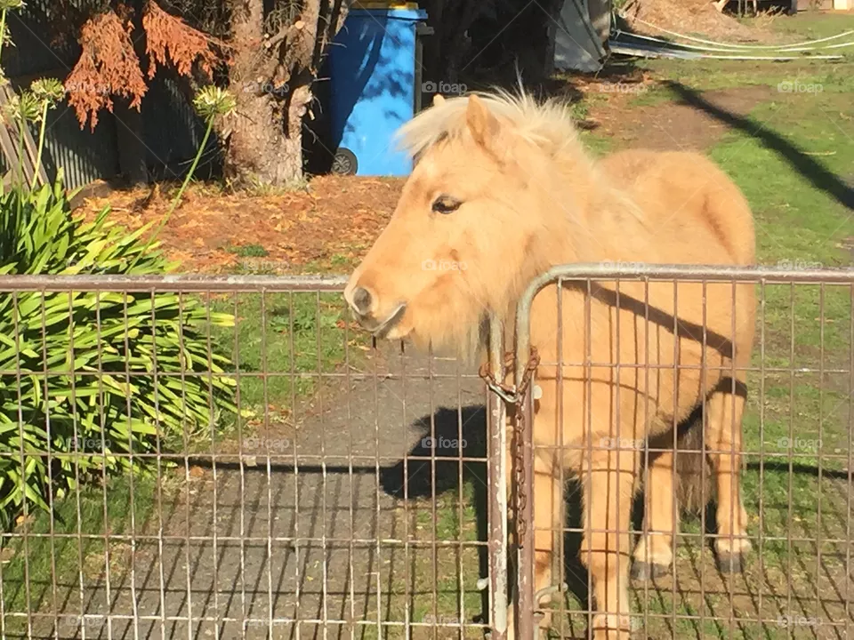 Pony