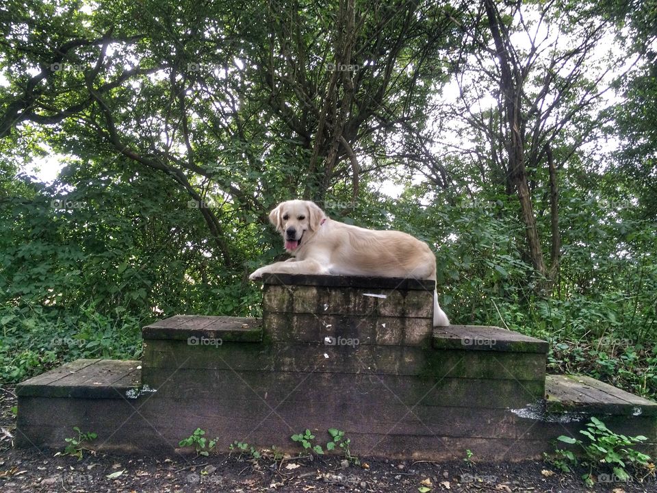 No Person, Nature, Outdoors, Park, Wood